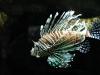 2011040701143335_k-Zoo 047.jpg